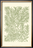 Buy Mossy Branches I at AllPosters.com