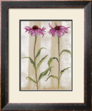 Rudbeckia