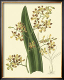 Buy Antique Orchid Study II at AllPosters.com