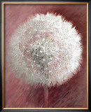 Buy Dandelion Clock II at AllPosters.com