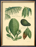Buy Rainforest Collection I at AllPosters.com