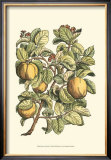 Quince Tree Branch