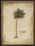 Cocoa Palm