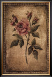 Grand Savin Rose