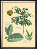 Buy Rainforest Collection II at AllPosters.com