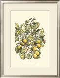 Buy Pear Tree Branch at AllPosters.com