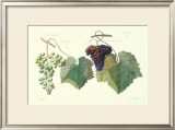 Grape Ensemble I