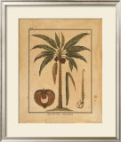 Buy Cocoa Nut Palm at AllPosters.com