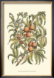 Buy Peach Tree Branch at AllPosters.com