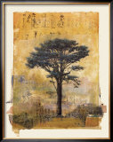 Presidio Cypress Study I
