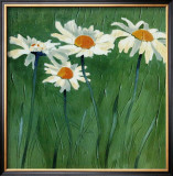 Buy White Daisies at AllPosters.com