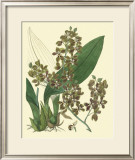 Buy Antique Orchid Study III at AllPosters.com