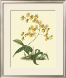Buy Antique Orchid Study I at AllPosters.com