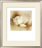 White Rose I