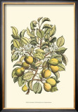 Buy Pear Tree Branch at AllPosters.com