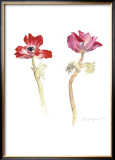 Buy Red Anemones at AllPosters.com