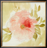 Stardust Peony