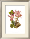 Buy Blushing Orchids I at AllPosters.com