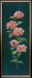 Buy Hortensie at AllPosters.com