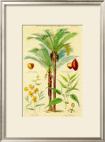 Buy Plants Used in Clothing at AllPosters.com