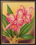 Buy Cattleya at AllPosters.com