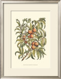 Buy Peach Tree Branch at AllPosters.com