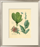 Buy Rainforest Collection III at AllPosters.com
