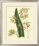 Buy Antique Orchid Study II at AllPosters.com