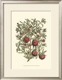 Buy Pomegranate Tree Branch at AllPosters.com