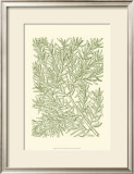 Buy Mossy Branches I at AllPosters.com