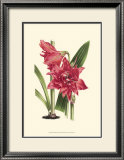 Buy Amaryllis Blooms III at AllPosters.com