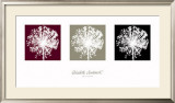 Buy Allium at AllPosters.com