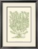 Buy Mossy Branches II at AllPosters.com