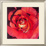 Buy Spanish Rose at AllPosters.com
