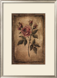 Grand Savin Rose