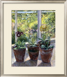 Buy Four Pots of Auriculas at AllPosters.com