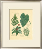 Buy Rainforest Collection IV at AllPosters.com