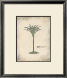 Buy Fibres Palm at AllPosters.com