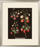 Buy Brookshaw Strawberries at AllPosters.com
