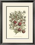 Buy Pomegranate Tree Branch at AllPosters.com