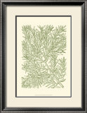 Buy Mossy Branches I at AllPosters.com