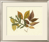 Buy Elm, Spruce, Beech and Ash at AllPosters.com