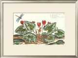 Buy De Passe Cyclamen at AllPosters.com