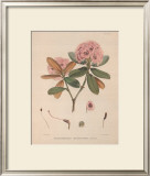 Buy Aeruginosum at AllPosters.com