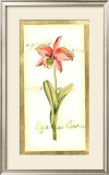 Transitional Orchid I