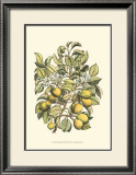Buy Pear Tree Branch at AllPosters.com