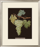 Buy Brookshaw White Grapes at AllPosters.com