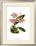 Buy Blushing Orchids III at AllPosters.com