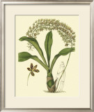 Buy Antique Orchid Study IV at AllPosters.com