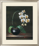 Good as Gold Orchid